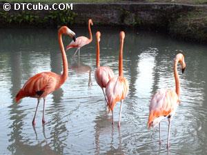 Flamencos.